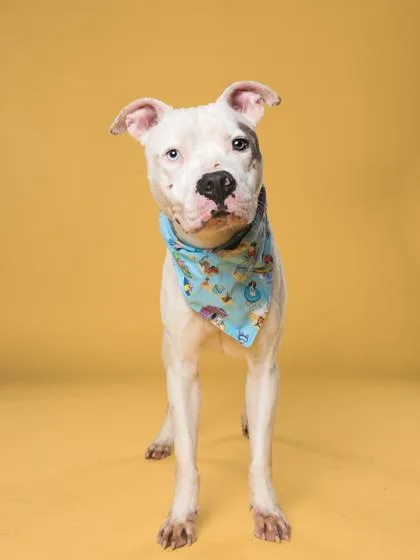 An adult large-sized male Mixed Breed dog named Dr. Jefferson for adoption in Atlanta, GA