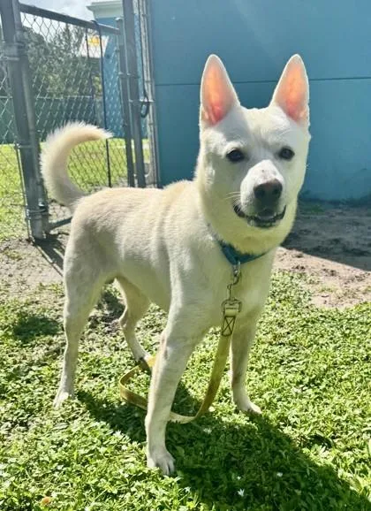 An adult large-sized male Mixed Breed dog named Angel for adoption in Vero Beach, FL