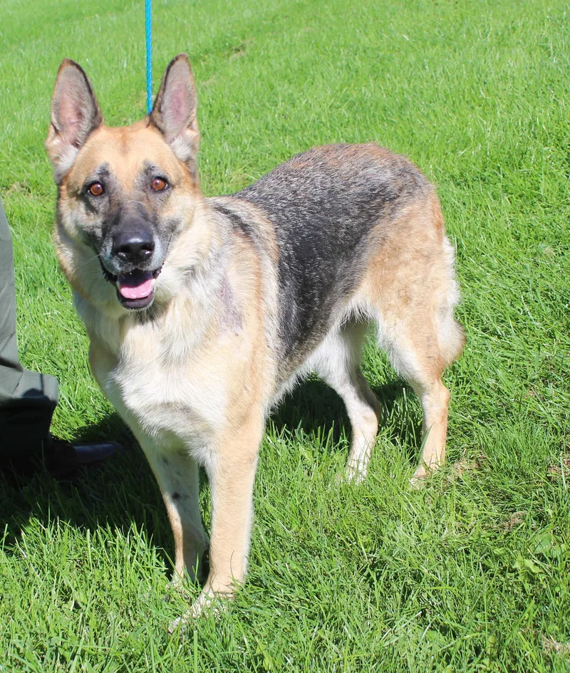 A senior large-sized female German Shepherd Dog dog named Patsy for adoption in Heath, OH