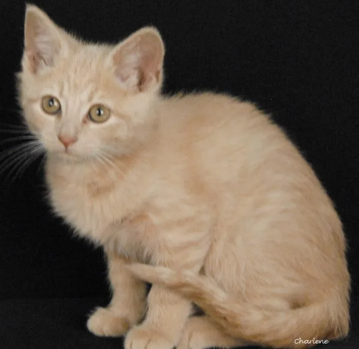 A baby medium-sized female Tabby (Buff / Tan / Fawn) Tabby cat named Lavender Latte for adoption in Newland, NC