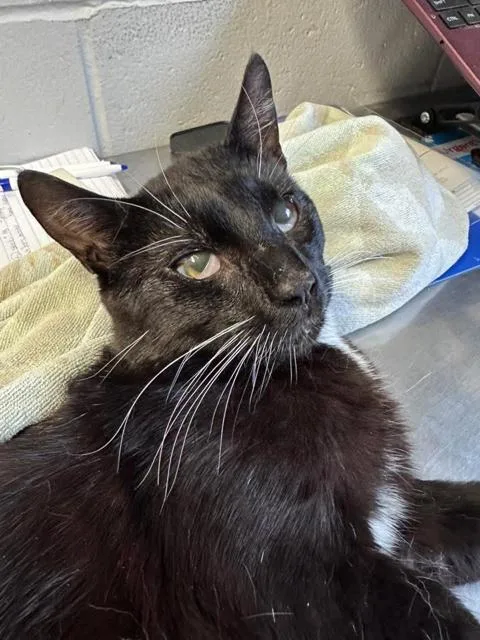 An adult medium-sized male Black Domestic Short Hair cat named Daredevil for adoption in East Northport, NY