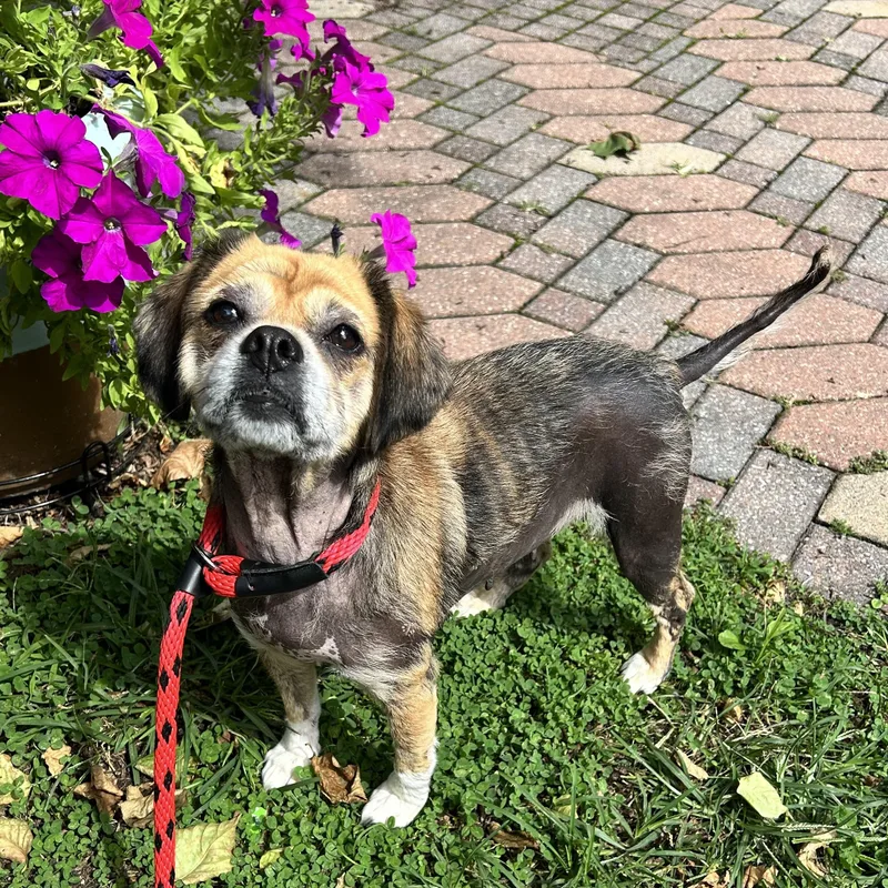 An adult small-sized female Puggle dog named Sunshine for adoption in Huntington, NY