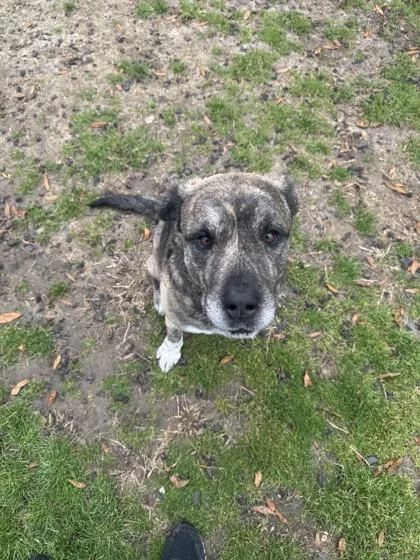 An adult large-sized male Plott Hound dog named Kane for adoption in Conway, SC