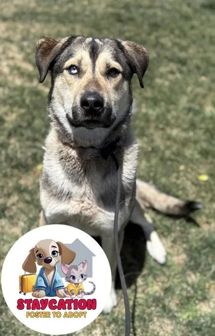 An adult large-sized male Shepherd dog named Denali for adoption in Phoenix, AZ