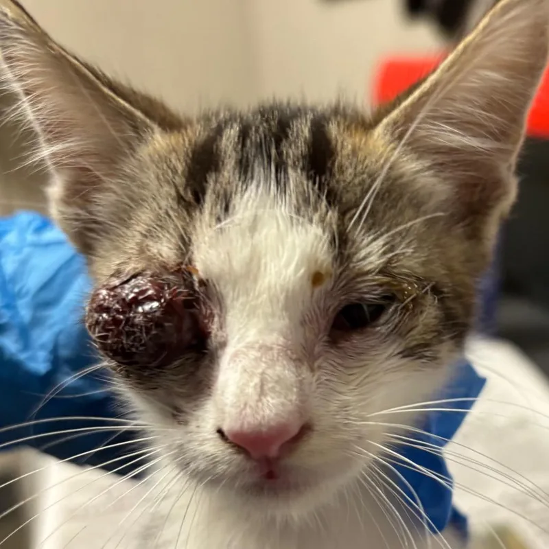 A baby small-sized male Domestic Short Hair cat named Furry for adoption in Yuma, AZ