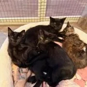 A baby small-sized female Tortoiseshell Domestic Short Hair cat named Crunch Wrap Supreme for adoption in Mebane, NC