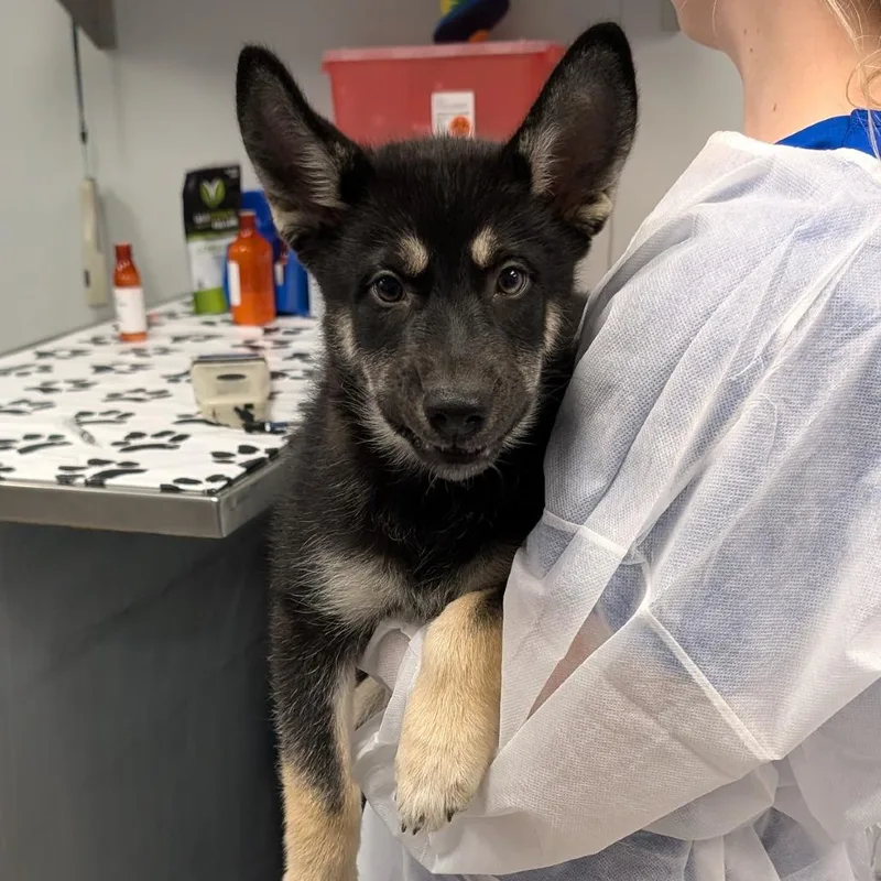 A baby small-sized female Black Shepherd dog named Lyric for adoption in Greenville, SC