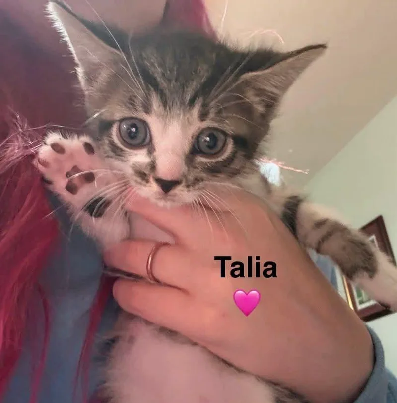 A baby medium-sized female Domestic Short Hair cat named Talia for adoption in Hoover , AL