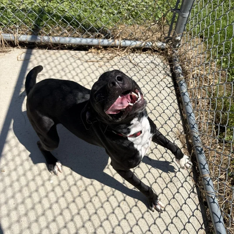 A young medium-sized female Black Pit Bull Terrier dog named Poppy for adoption in Delaware, OH
