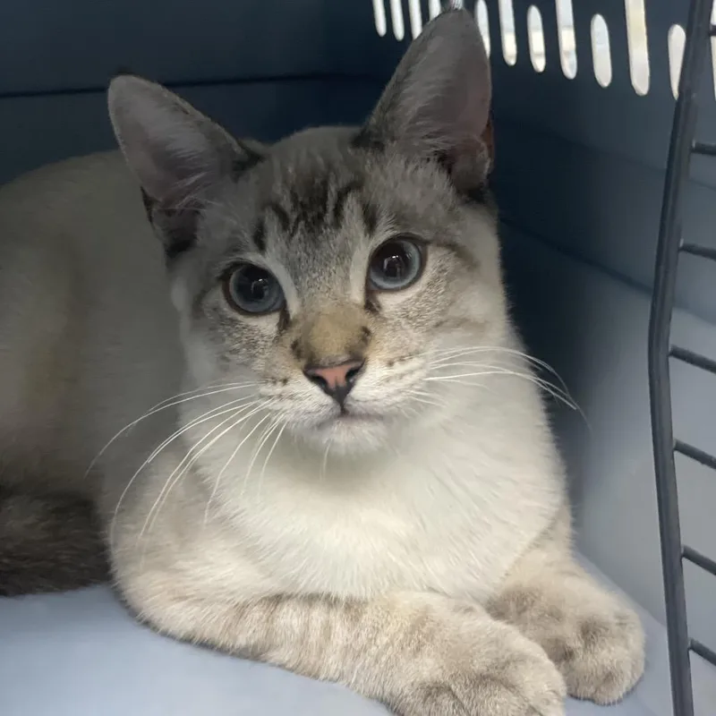 A baby medium-sized male Domestic Short Hair cat named Sparky for adoption in Riverside, CA