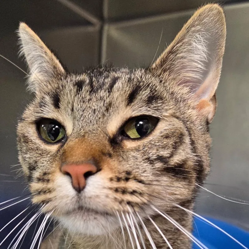 An adult large-sized female Brown / Chocolate Domestic Short Hair cat named Roe FKA Celeste for adoption in Leander, TX