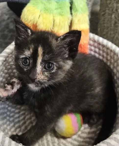 A baby medium-sized female Tortoiseshell Domestic Short Hair cat named Poppy & Pete for adoption in Fort Mill, SC