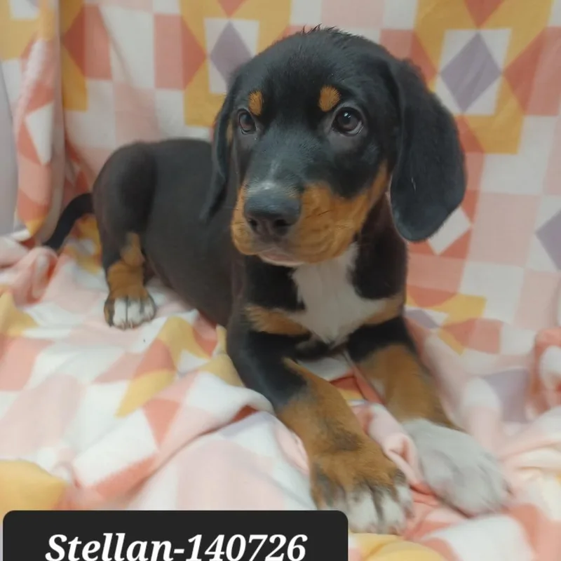 Stellan