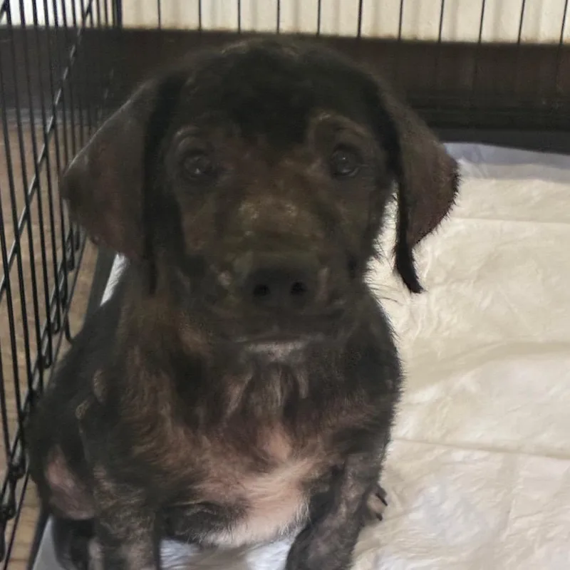 A baby medium-sized female Black Labrador Retriever dog named Blanche for adoption in Hattiesburg, MS