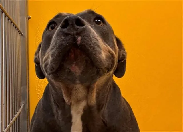 An adult large-sized female Pit Bull Terrier dog named Myra for adoption in Tucson, AZ