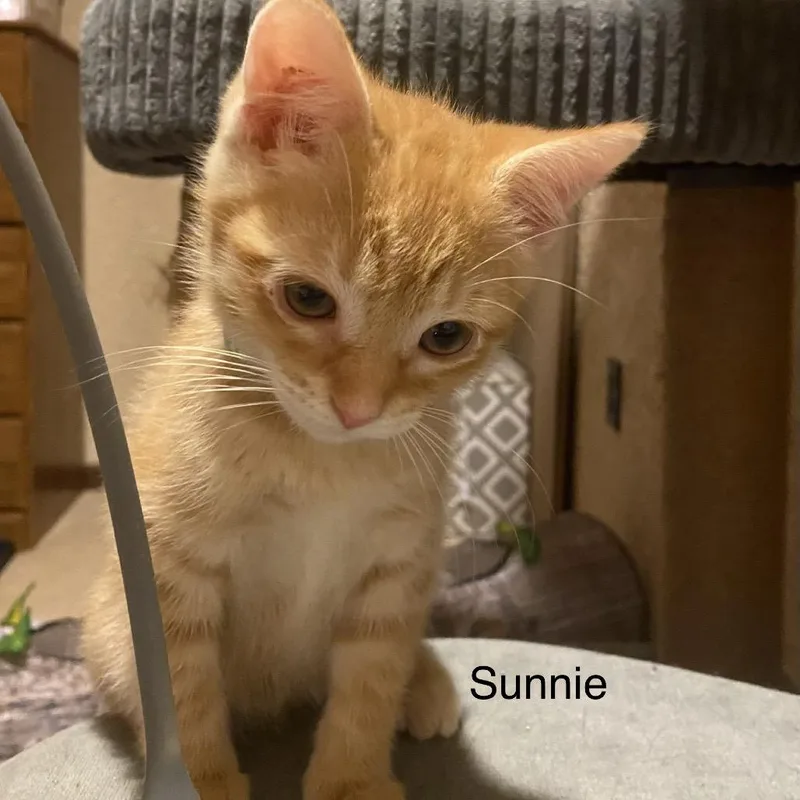 Sunnie thumbnail 3