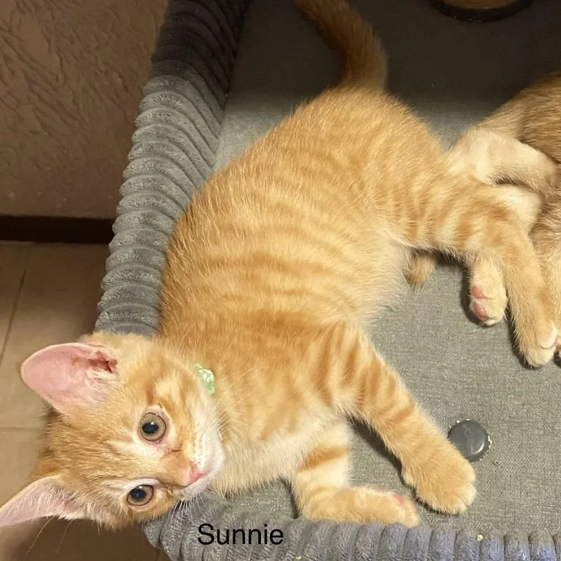 Sunnie thumbnail 4