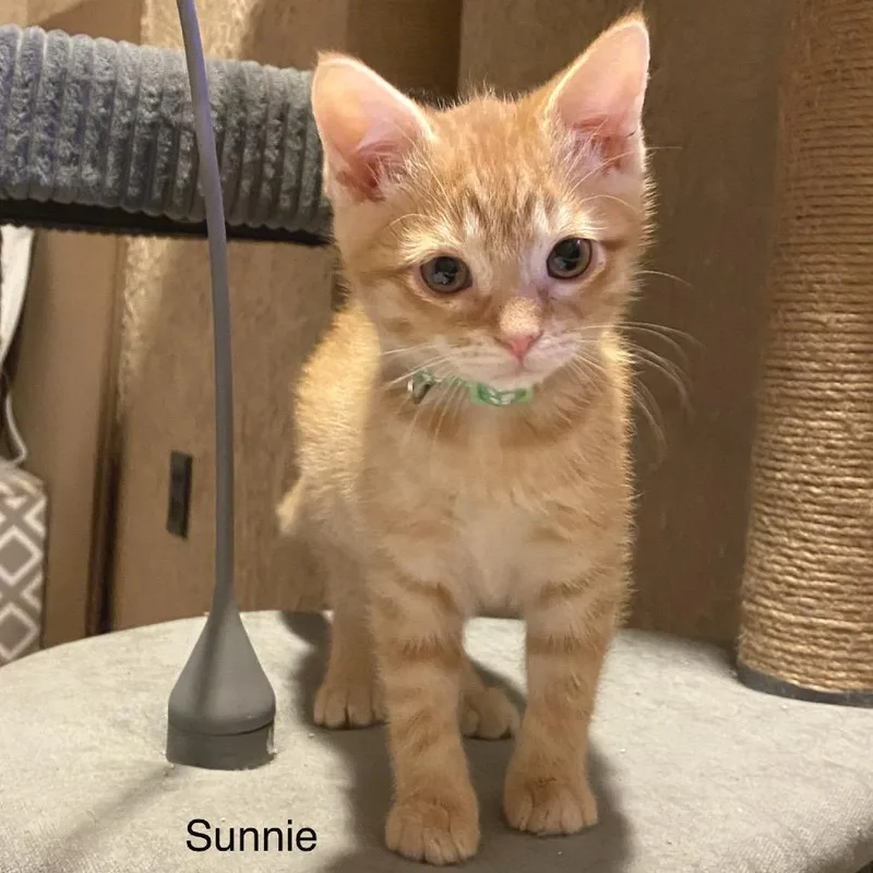 Sunnie thumbnail 5