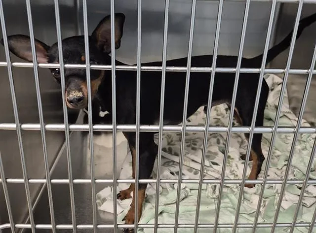 A young small-sized male Chihuahua dog named Frontier for adoption in Decatur, IL