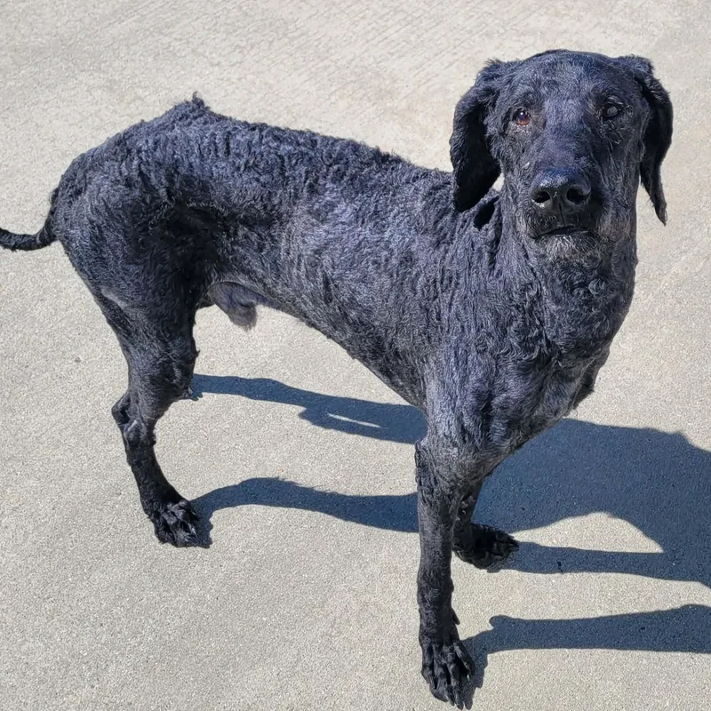 Mario! Great Dog! thumbnail 2