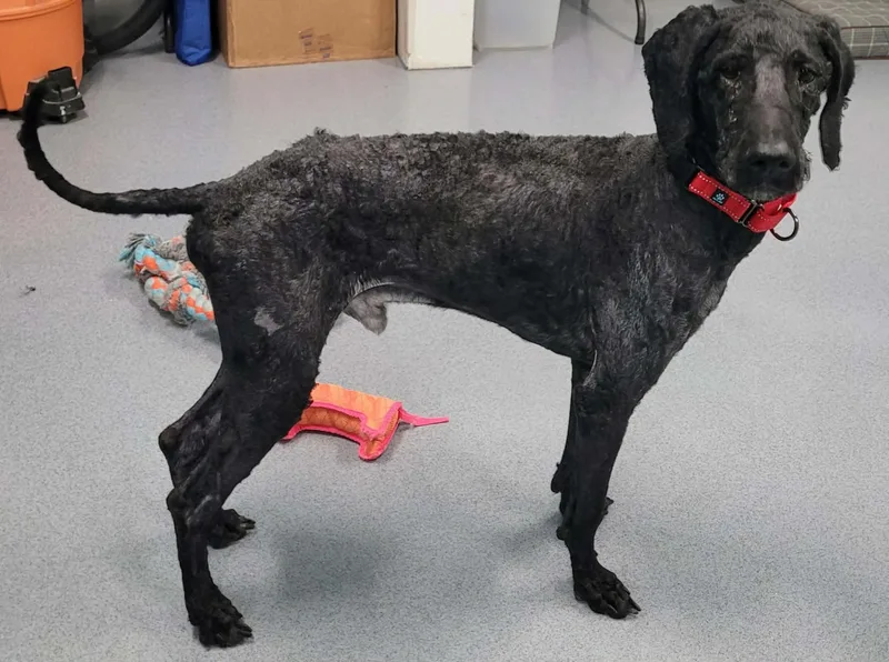 Mario! Great Dog! thumbnail 3