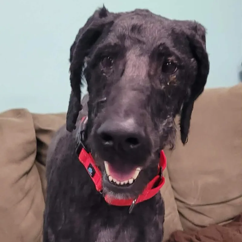 Mario! Great Dog! thumbnail 4