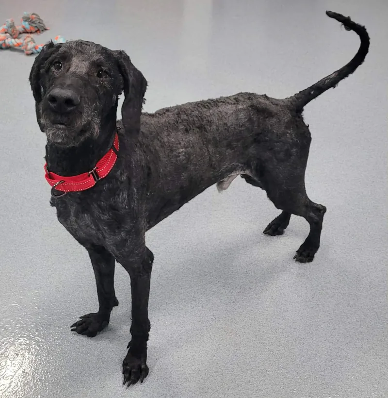 Mario! Great Dog! thumbnail 5