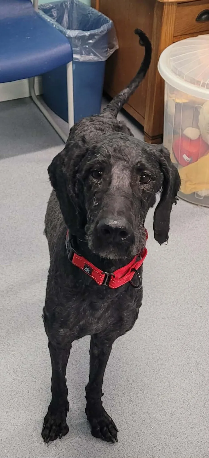 Mario! Great Dog! thumbnail 6