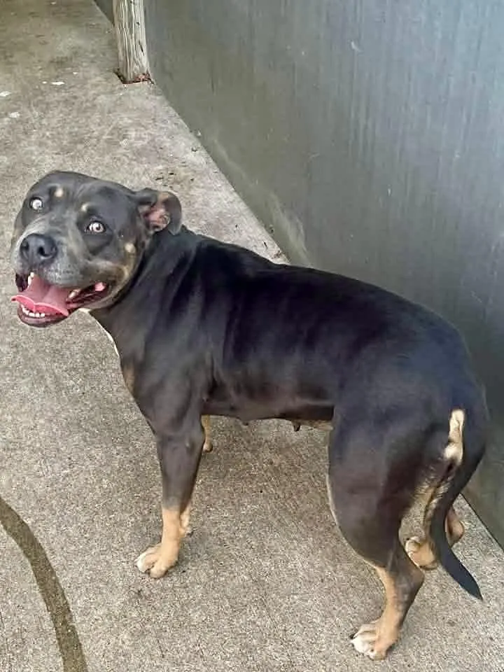 An adult medium-sized female Tricolor (Brown, Black, & White) Pit Bull Terrier dog named Mimi for adoption in Chicago, IL