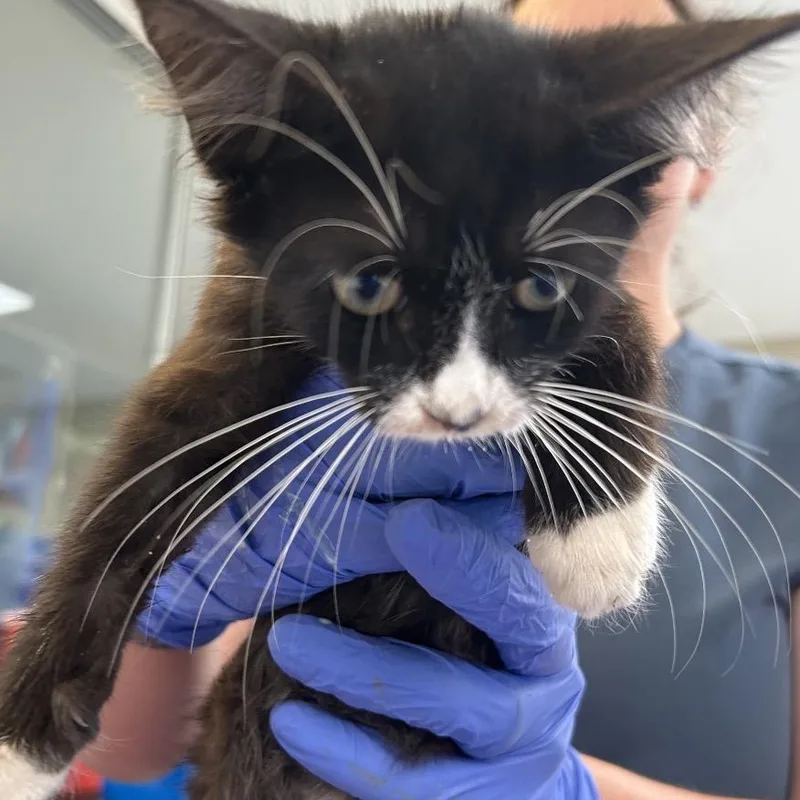 A baby small-sized female Black Domestic Long Hair cat named Nikki for adoption in Ojai, CA