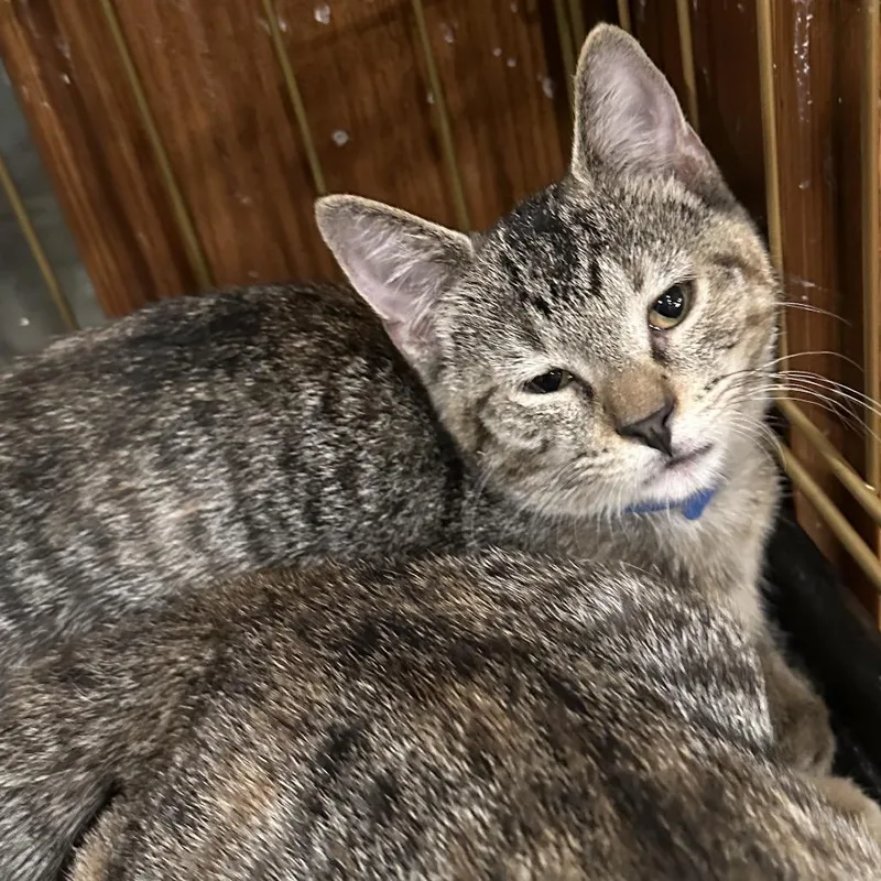 A baby small-sized female Brown / Chocolate Domestic Short Hair cat named Sepia for adoption in Grantsville, UT