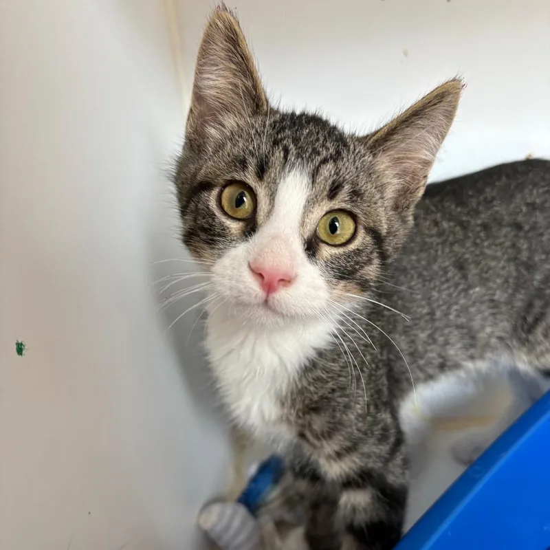 A baby small-sized male Brown / Chocolate Domestic Short Hair cat named Lazlo for adoption in Kanab, UT