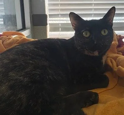 An adult medium-sized female Domestic Short Hair cat named Hershey for adoption in Washington, DC
