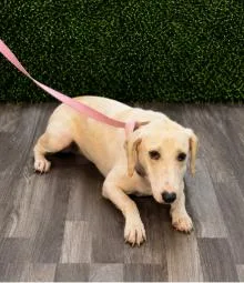 An adult medium-sized male Yellow / Tan / Blond / Fawn English Coonhound dog named Blake for adoption in Partlow, VA