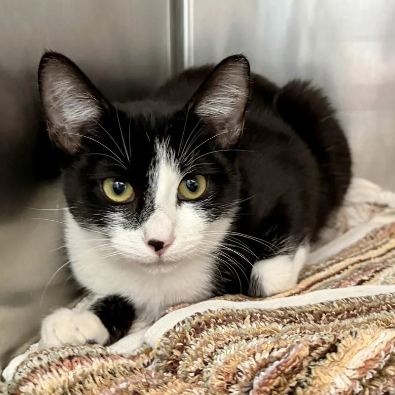 A baby medium-sized female Black Domestic Short Hair cat named Laufey for adoption in Oakland, CA