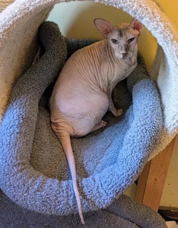 An adult medium-sized female Calico Sphynx / Hairless Cat named Chloe Blue for adoption in Kenosha, WI