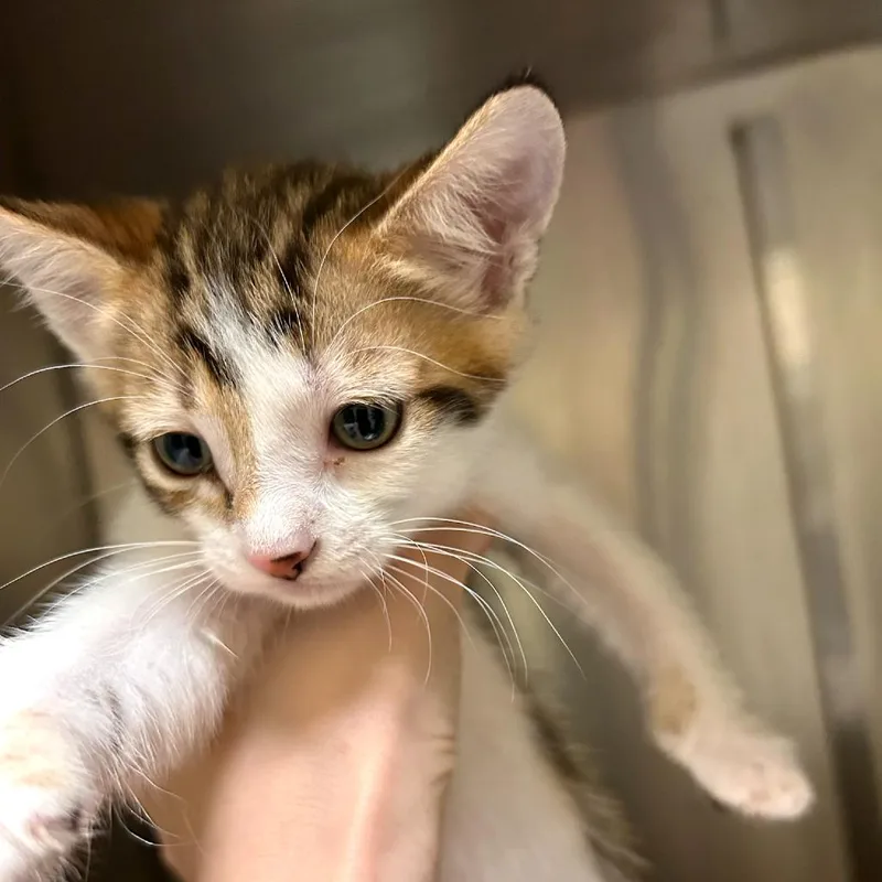 A baby small-sized female Calico Domestic Short Hair cat named Deanna for adoption in Woodinville, WA