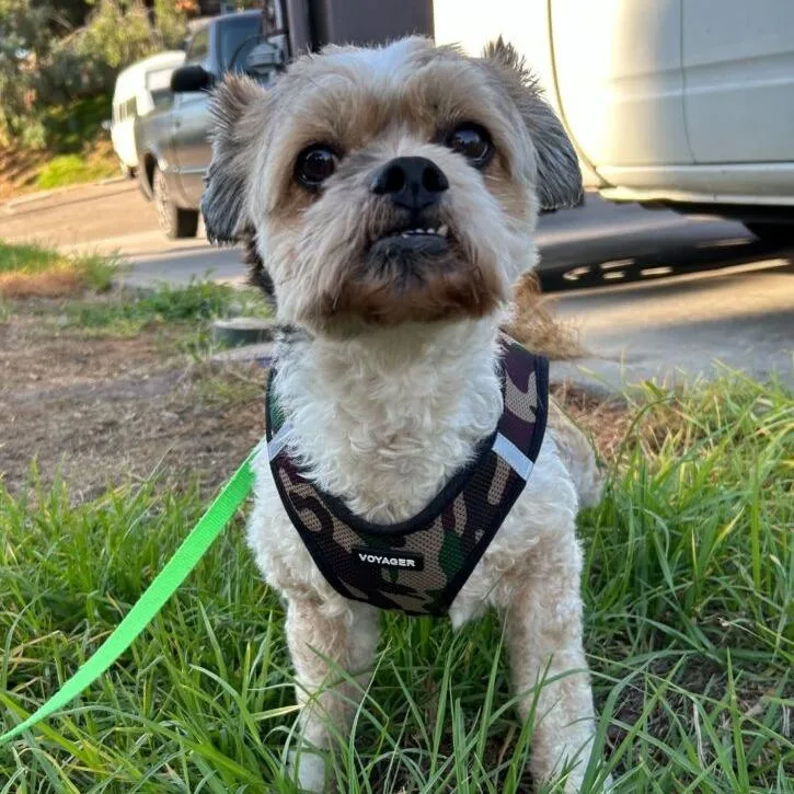 Yuki
