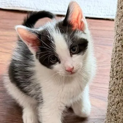 A baby small-sized female Black Domestic Short Hair cat named Parsley for adoption in Naperville, IL