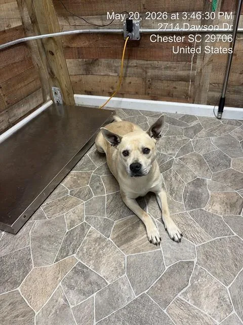 An adult medium-sized male American Staffordshire Terrier dog named Azza for adoption in Chester, SC