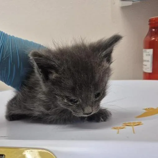 A baby small-sized male Gray / Blue / Silver Domestic Short Hair cat named Alister for adoption in Tacoma, WA