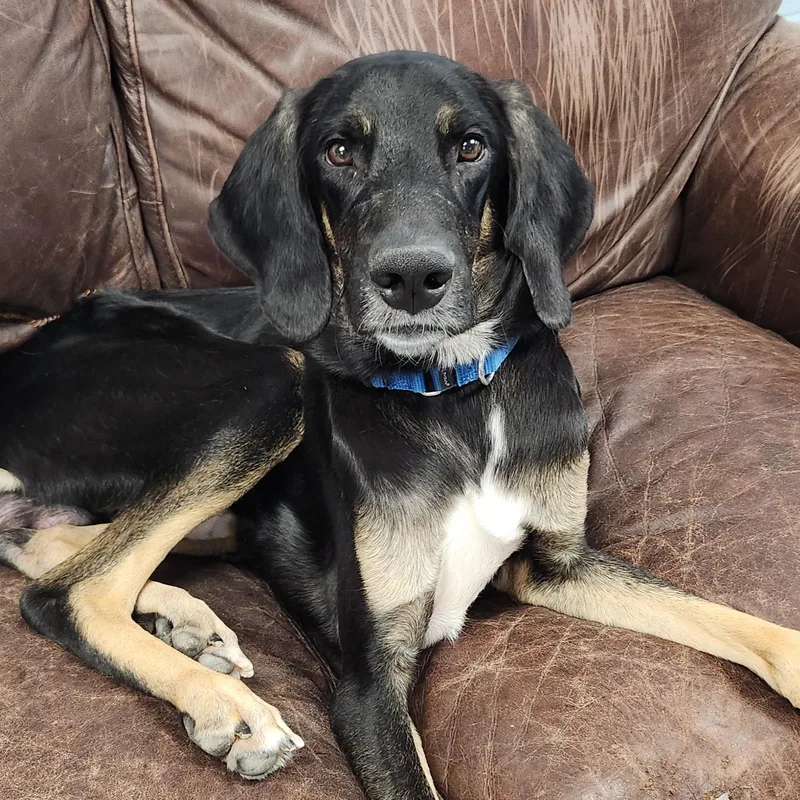 A young large-sized male Tricolor (Brown, Black, & White) Mixed Breed dog named Rhett for adoption in Marshfield, WI