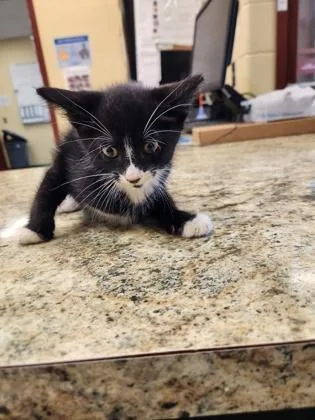 A baby small-sized male Domestic Short Hair cat named Ford Ranger for adoption in Independence, MO
