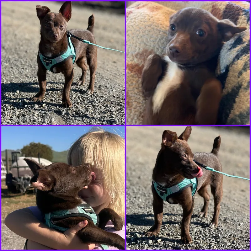A young small-sized female Chihuahua dog named Melinda for adoption in Hollister, CA