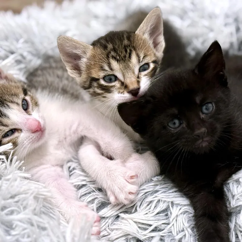 A baby small-sized male Brown / Chocolate Domestic Short Hair cat named Yuri for adoption in Austin, TX