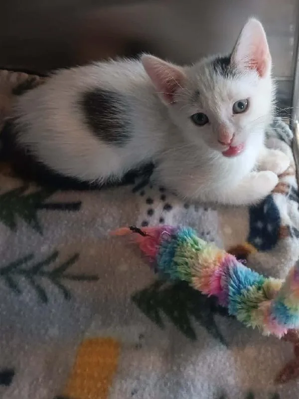 A baby medium-sized male White Domestic Short Hair cat named Narwhal for adoption in Seymour, IN