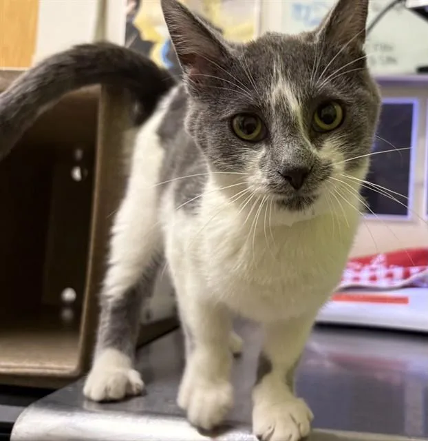 A young small-sized female Domestic Short Hair cat named Rebel for adoption in Pueblo, CO