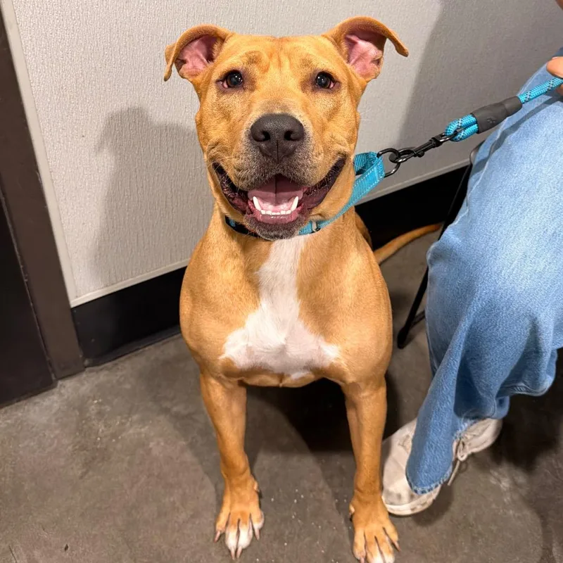 A young medium-sized male Yellow / Tan / Blond / Fawn Terrier dog named Rollow for adoption in Tampa, FL