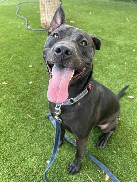 An adult large-sized male Terrier dog named Jared for adoption in Miami, FL