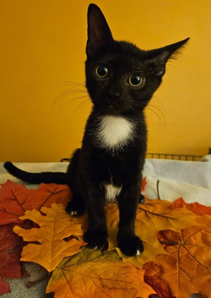 A baby medium-sized female Domestic Short Hair cat named Quinny for adoption in Youngsville, NC